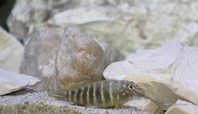 Eretmodus marksmithi 'Mzungu Beach'